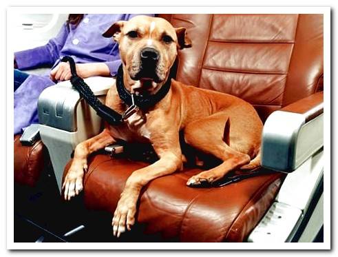 dog sitting in airplane