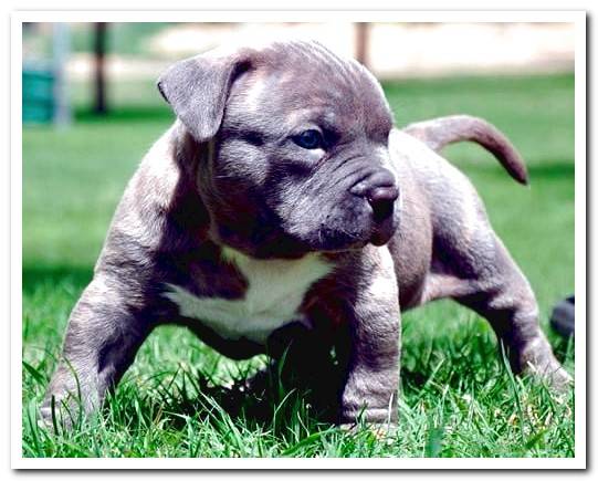 pitbull terrier puppy walking