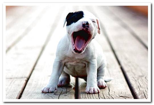pit bull puppy yawning
