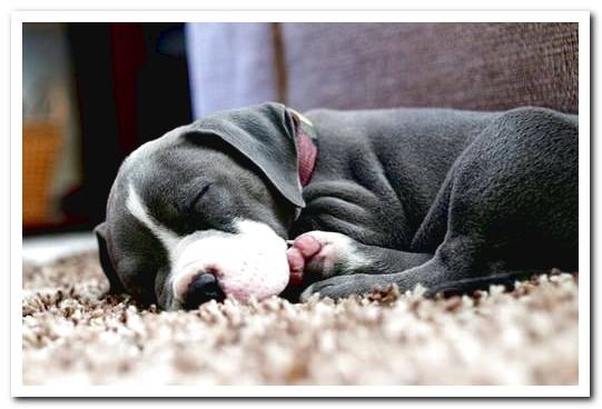 pitbull puppy sleeping
