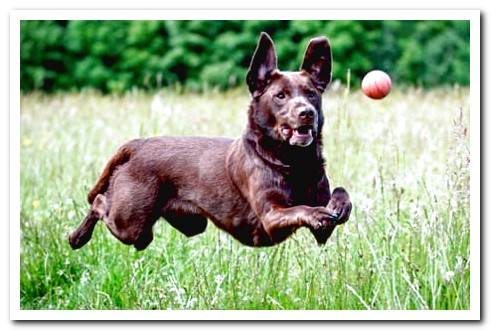 dog catching a ball