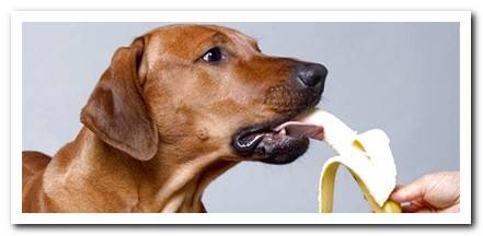dog with banana