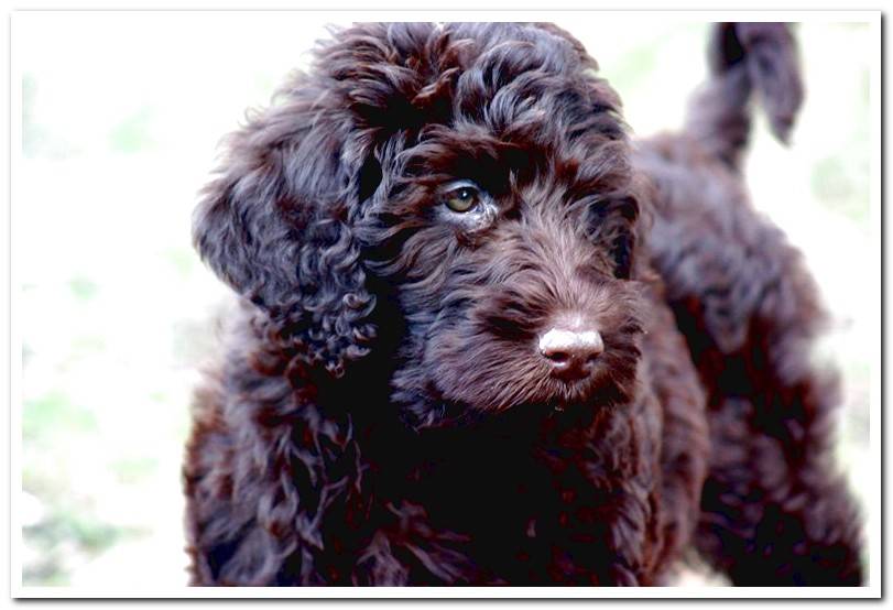 barbet-with-hair-trimmed-curly