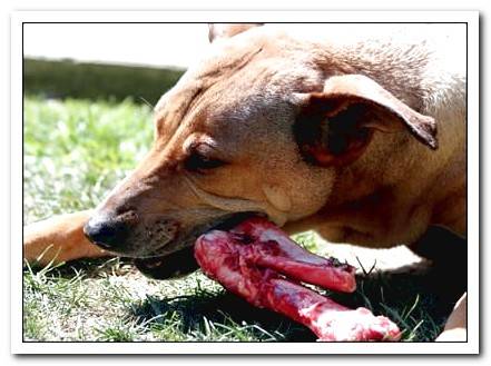 Dog eating chicken neck