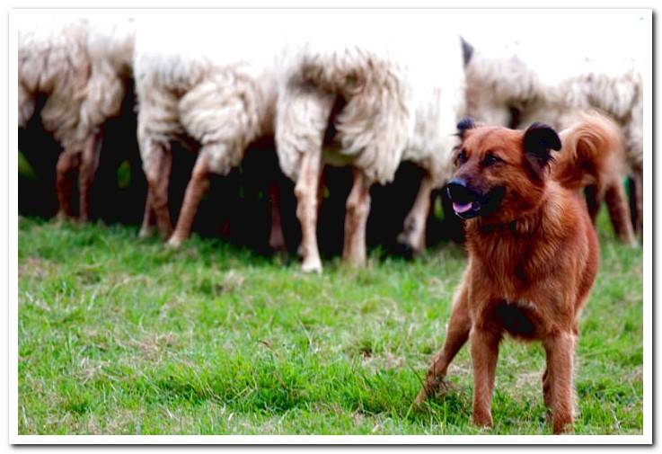 Basque-shepherd-dog