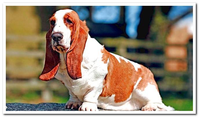 basset hound dog