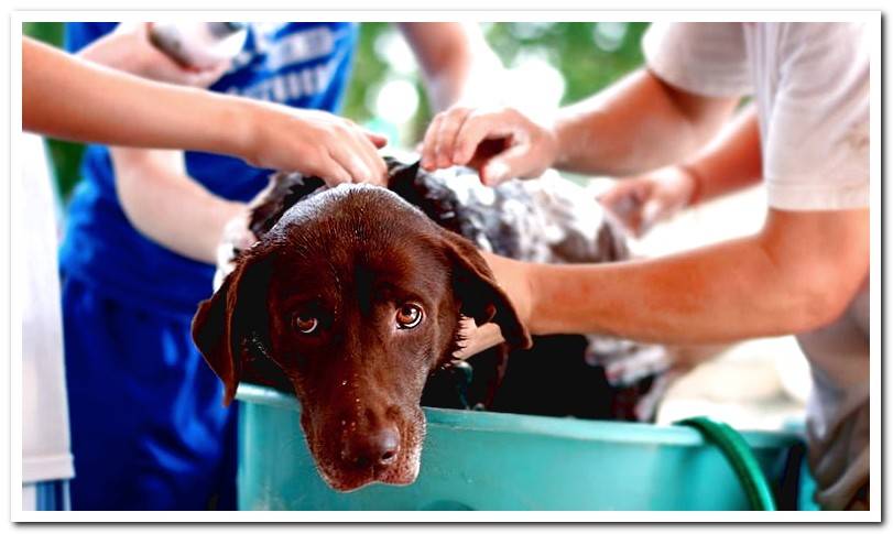 bathing-the-dog-before-putting-a-pipette