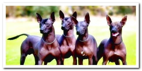 PILA Argentine hairless dog