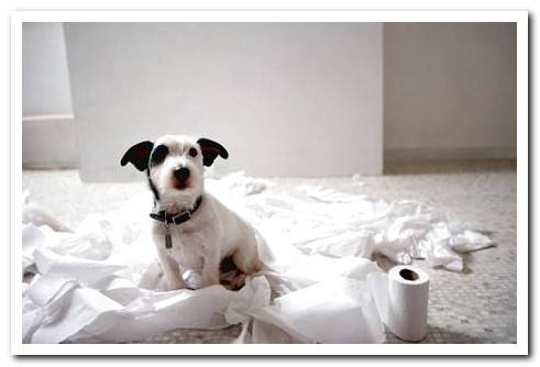 dog has torn toilet paper