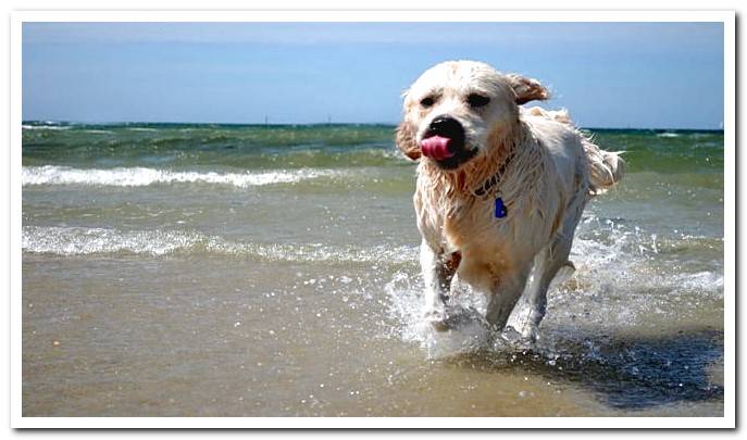 beach dog