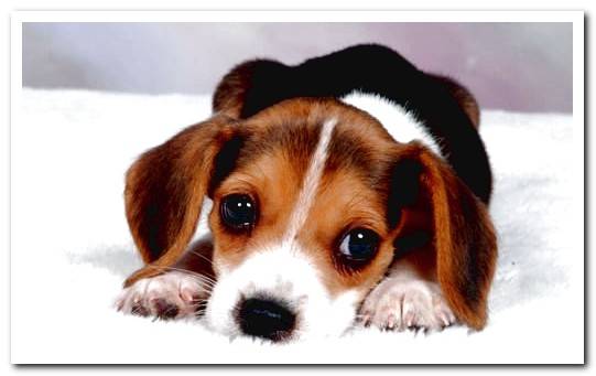 beagle puppy