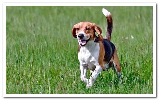 beagle hunting