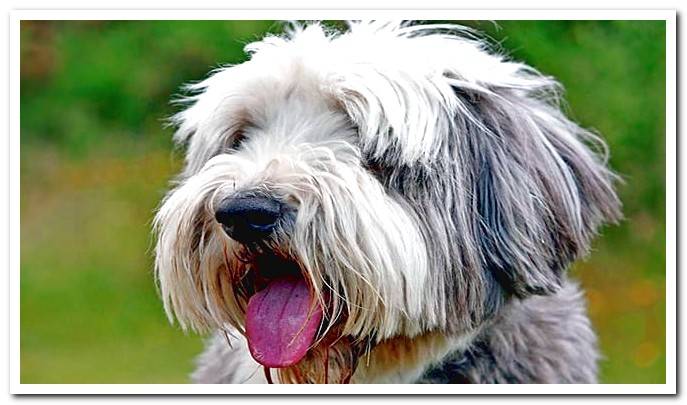 bearded collie face