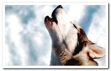 howling dog