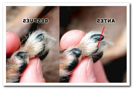 How to cut a Dog's nails at home Guide!