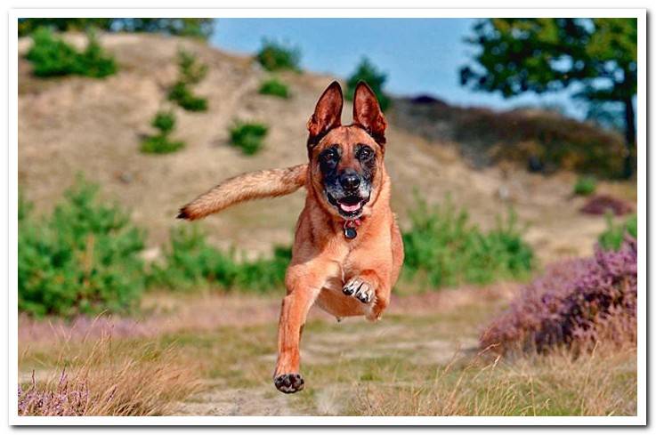 Belgian Shepherd-Malinois-running