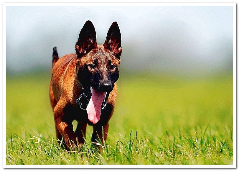 belgian-shepherd-malinois-strolling-through-the-field