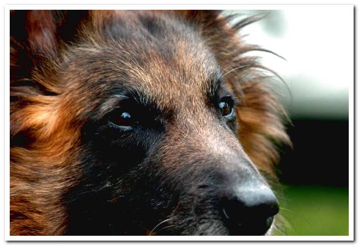 snout-of-belgian-shepherd