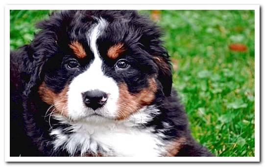 bernese mountain puppy