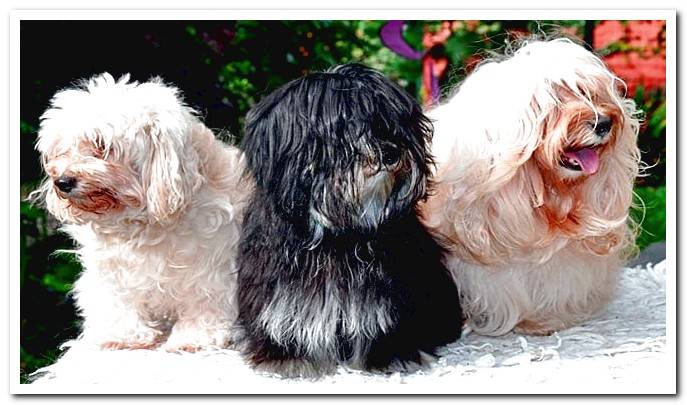 maltese bichon