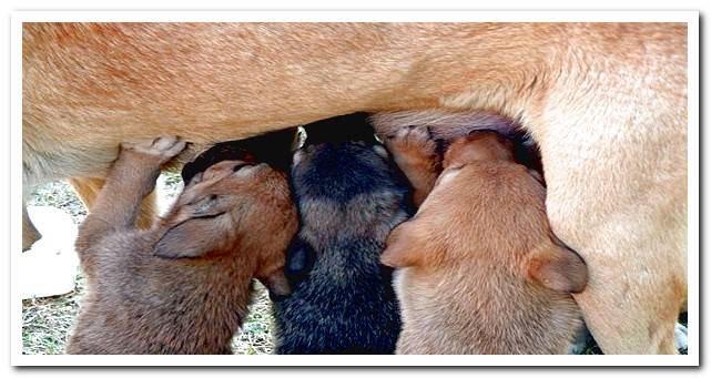 bitch breastfeeding her puppies