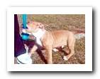 pit bull puppy biting a toy