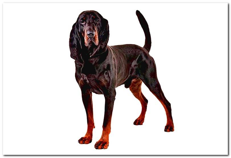 black-hound-dog
