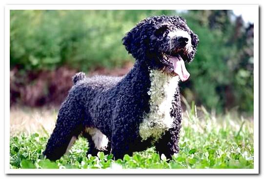 Spanish black and white water dog