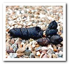 black dog poop