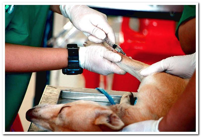 blood-analytics-in-dog-to-detect-diabetes