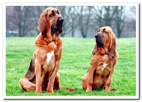 bloodhound