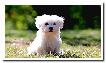 maltese bichon