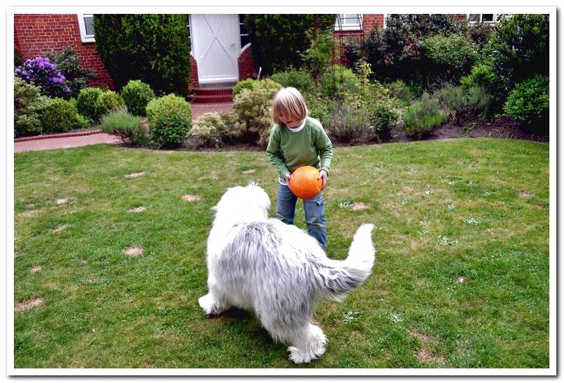 bobtail-playing-with-a-child