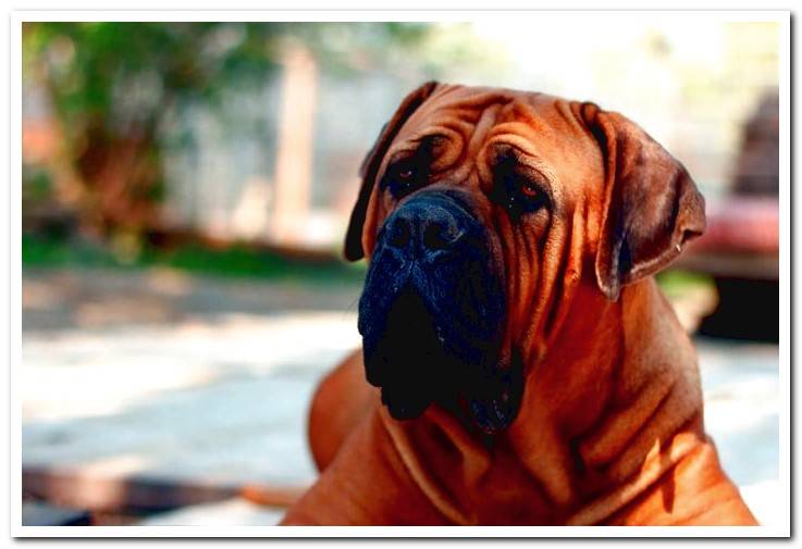 boerboel-mastin