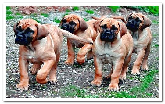 boerboel puppies