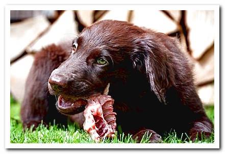 dog eating chicken carcass