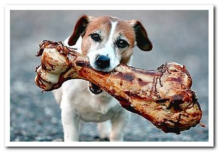 dog with recreational bone