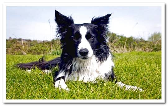 border collie lying down