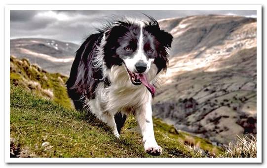 border collie running