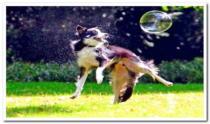 border collie