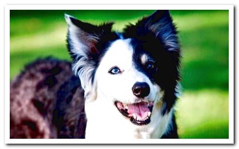 border collie