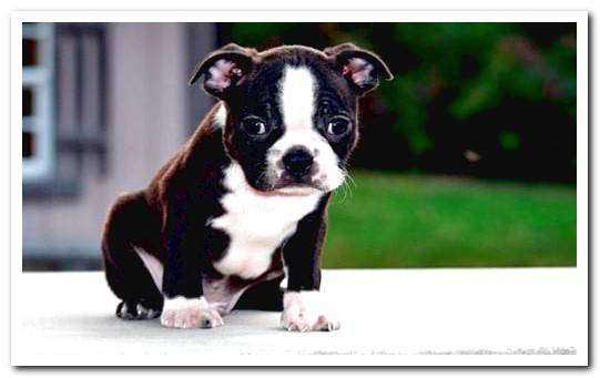 boston terrier puppy