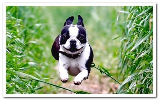 boston terrier running