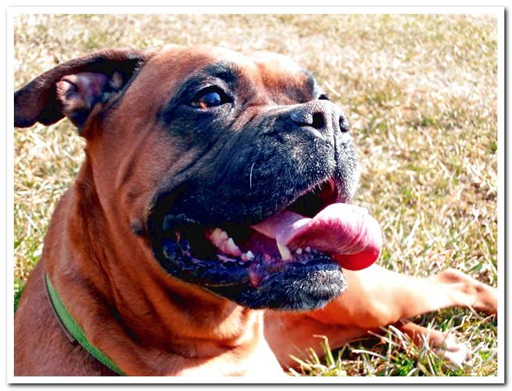 dog-boxer-panting-under-the-sun