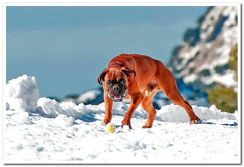 dog-boxer-playing-in-the-snow