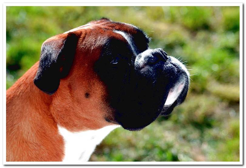 boxer dog