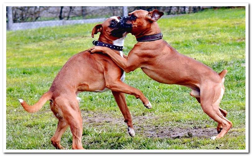 dogs-boxer-playing