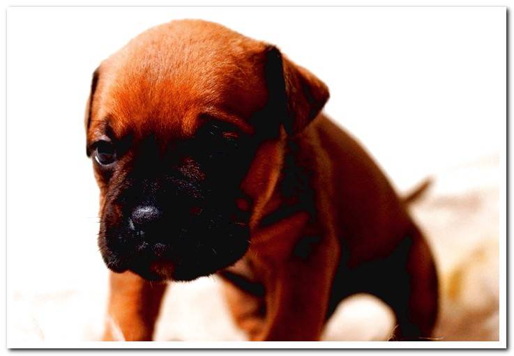 boxer-puppy
