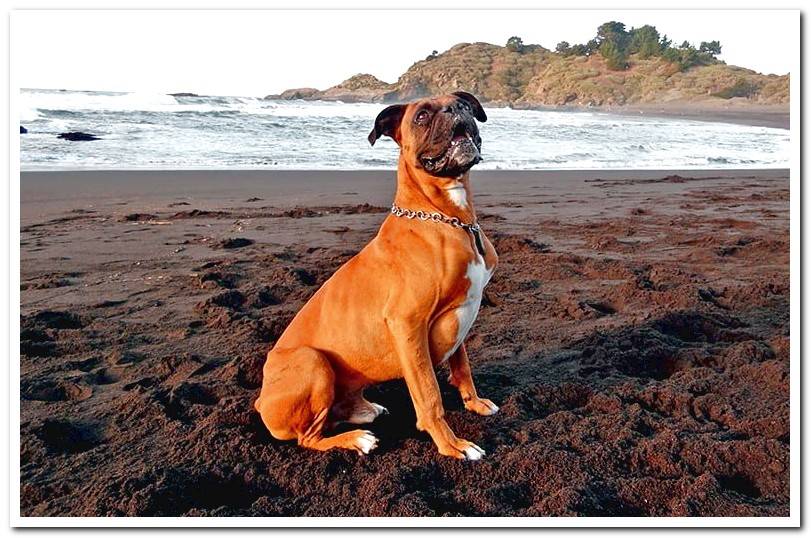 boxer-on-the-beach