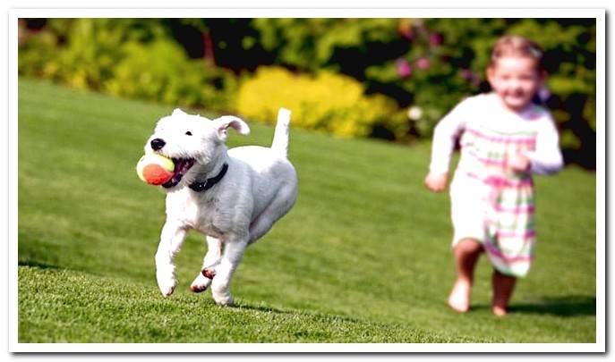 boy and dog